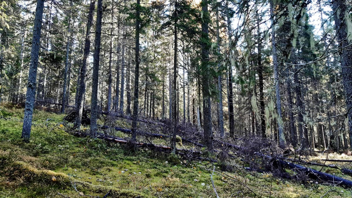 Metsän keskellä on lahopuita kaatuneena.