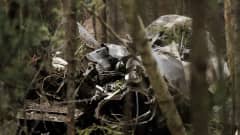 Osa pudonneesta Hawkin rungosta metsän keskellä.