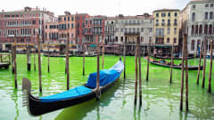 Vihreäksi värjäytynyt kanava Venetsiassa.