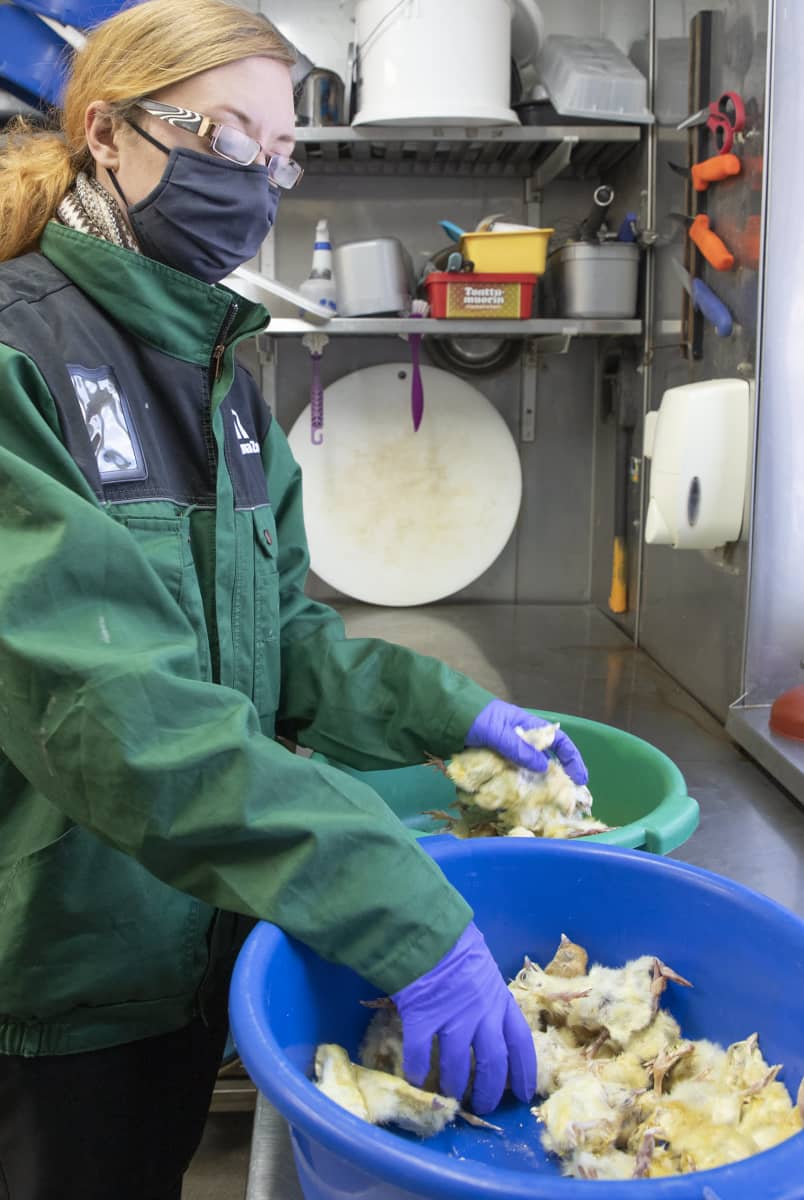 Intendentti Heidi Niinimäki laitaa ruoka-annoksia jääkarhuille Ranuan eläinpusitossa