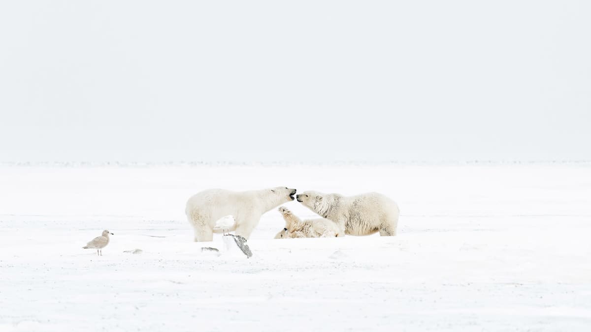 Kolme jääkarhua jäällä. Vieressä istuu lokki.