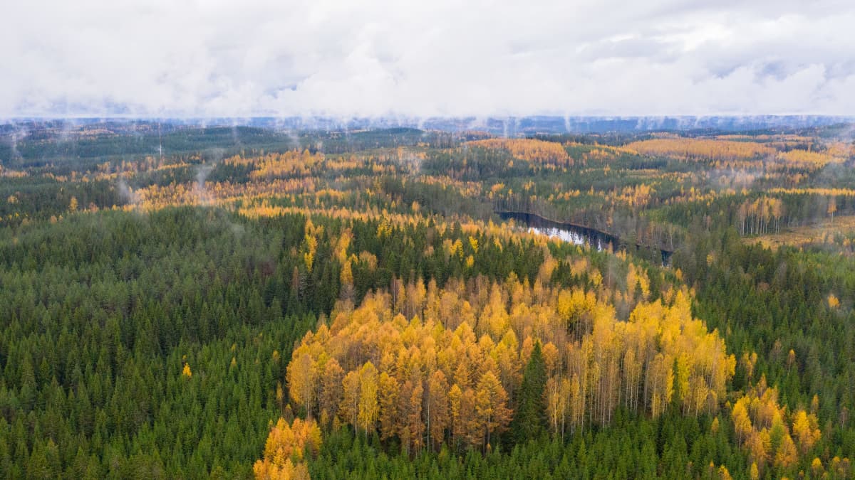 Ruskan värittämää metsää Etelä-Savossa Heinävedellä