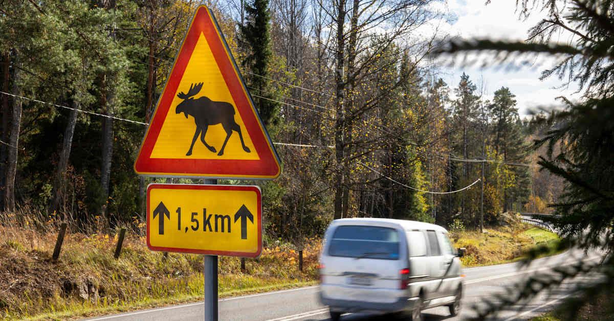 Kaksi autoilijaa törmäsi samaan hirveen Rantasalmella