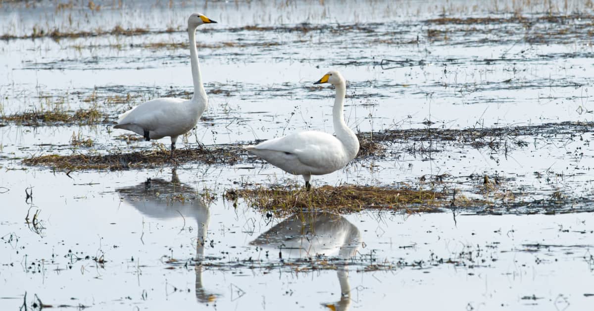 Viisitoista lintua on kuollut lintuinfluenssaan Virolahdella – Ruokavirasto: Poikkeuksellisen laaja tapaus