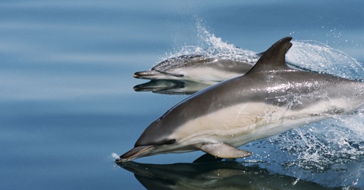 Asiantuntijat arvioivat Venäjän käyttävän koulutettuja delfiinejä  sotatarkoituksiin Mustallamerellä | Yle Uutiset