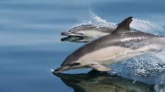 Kaksi delfiiniä ui vedessä.