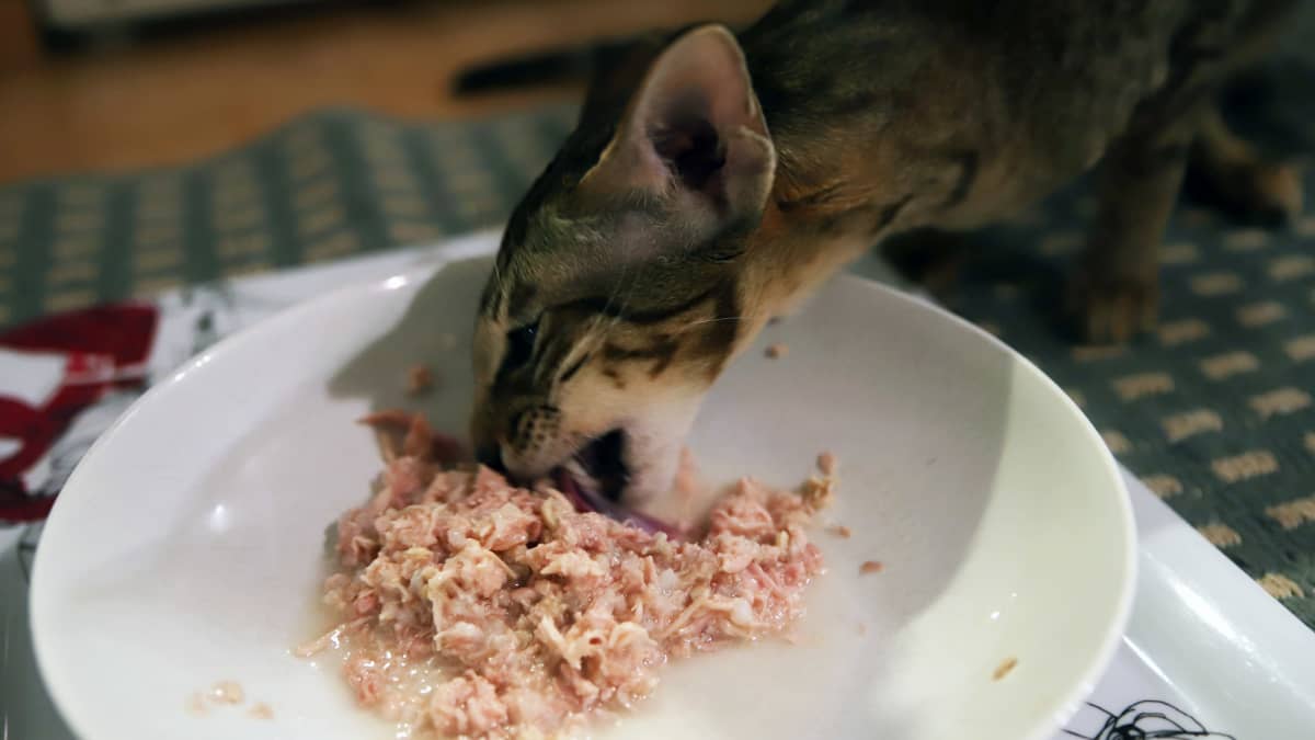 Kissa syö.