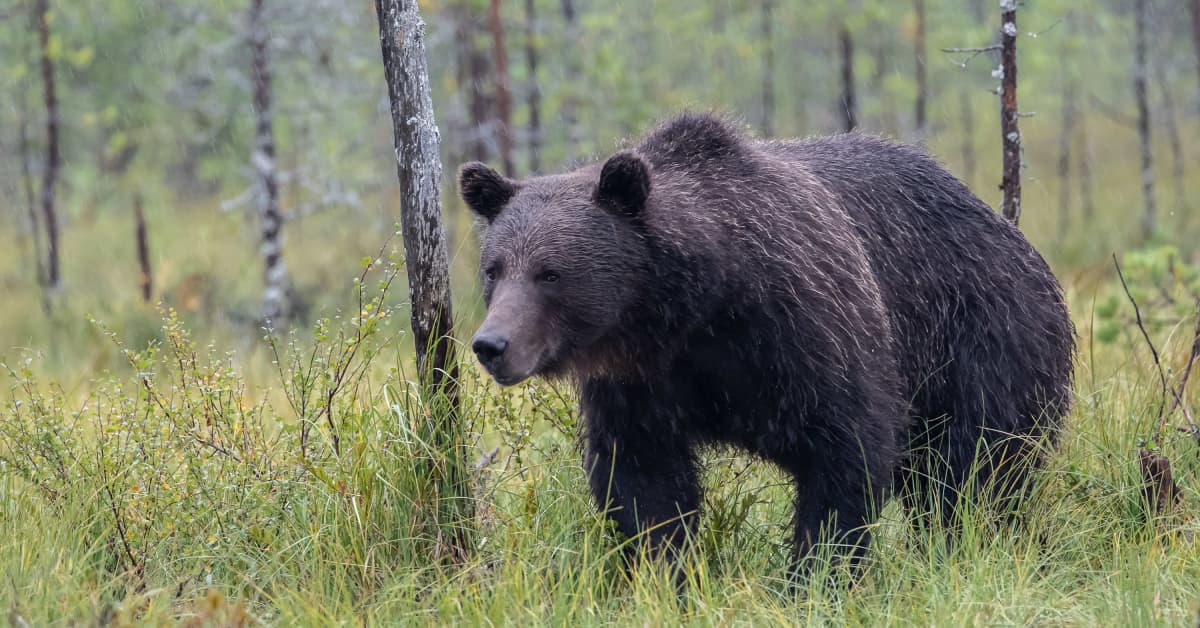 Bear Attack Posio Lapland Hunter News