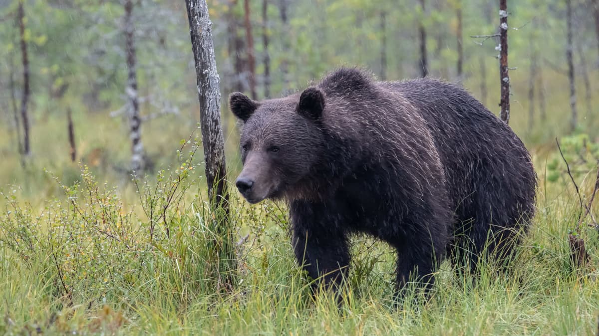 Karhu tarkkailee ympäristöään maastossa.