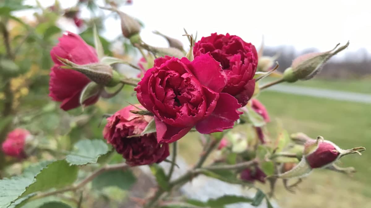 Ruusu kukkii Joensuussa marraskuussa 2020.