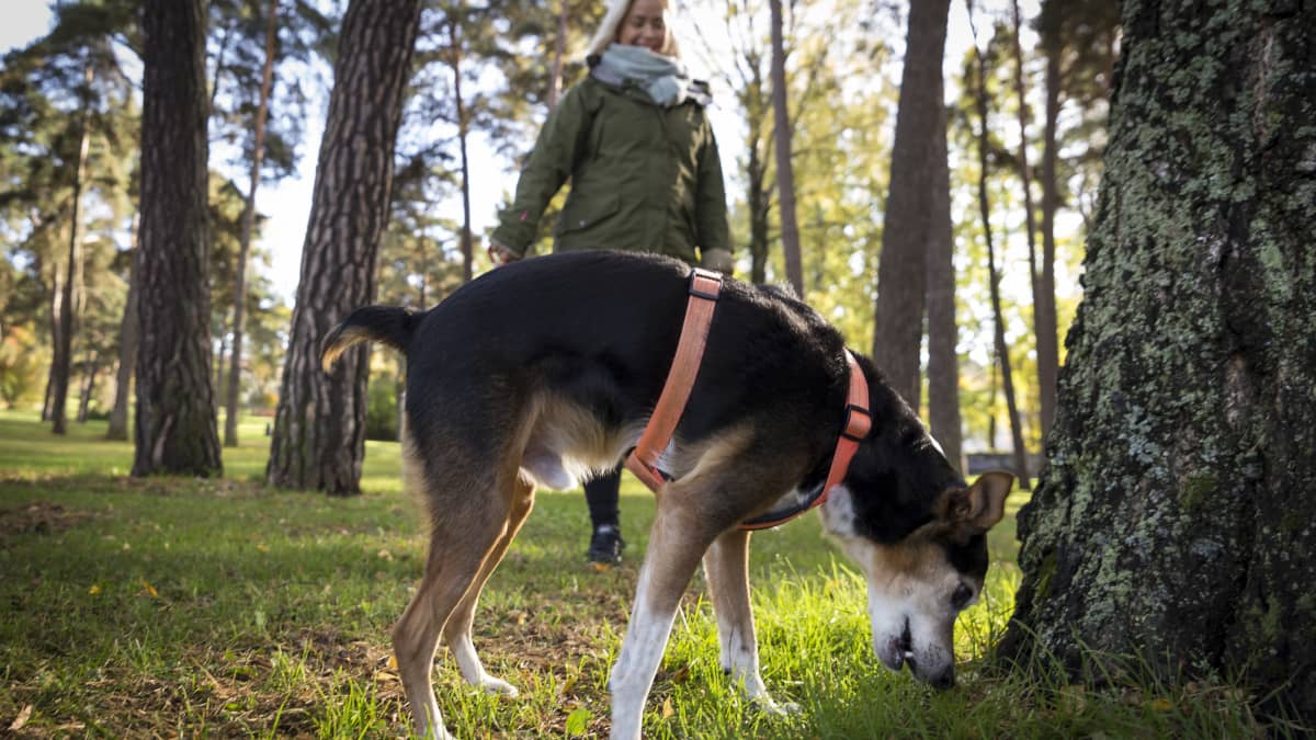 Inka ikonen kavelee Ukko koiransa kanssa