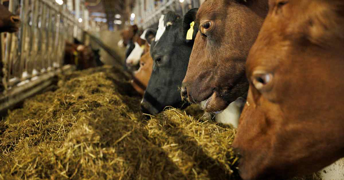 Valio keskeyttää Bovaer-rehulisäaineen kokeilun Suomessa