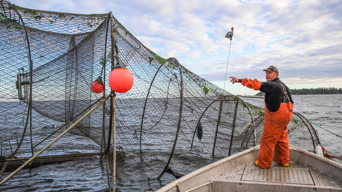 Kalastaja Miakel Lindholm hakemassa kalasaalista rysästä.