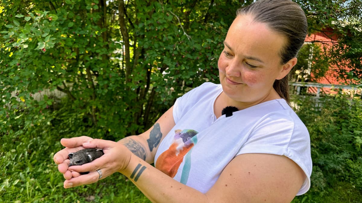 Vapaaehtoinen lintujen hoitaja Pauliina Rautio pitää käsissään Siikalatvan Kestilän koulun purkutyömaalta löytynyttä tervapääskyn poikasta.