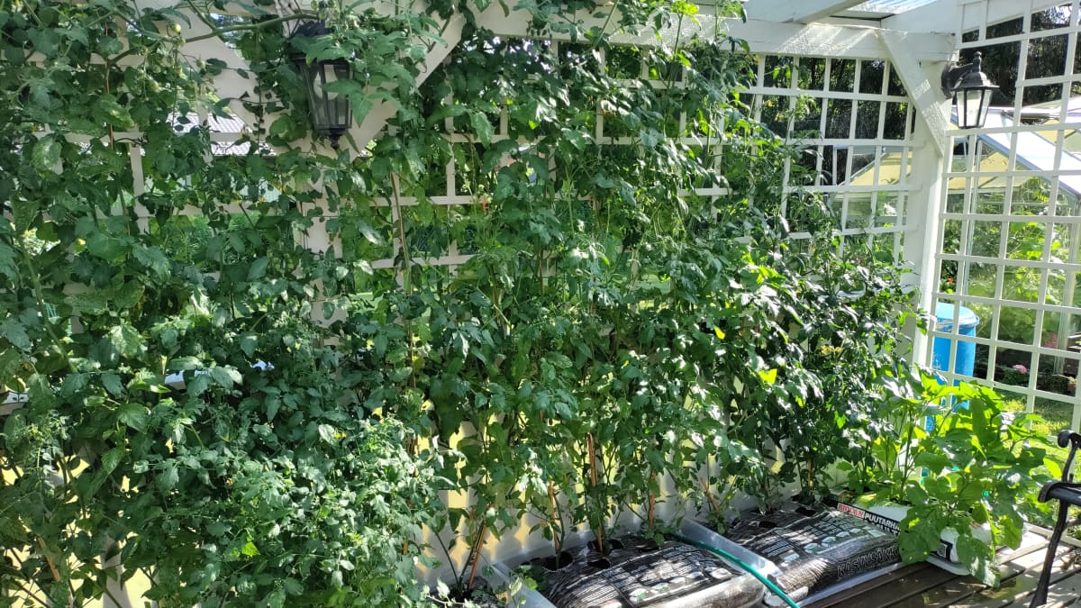 Korkeita tomaatin varsia terassin seinällä.