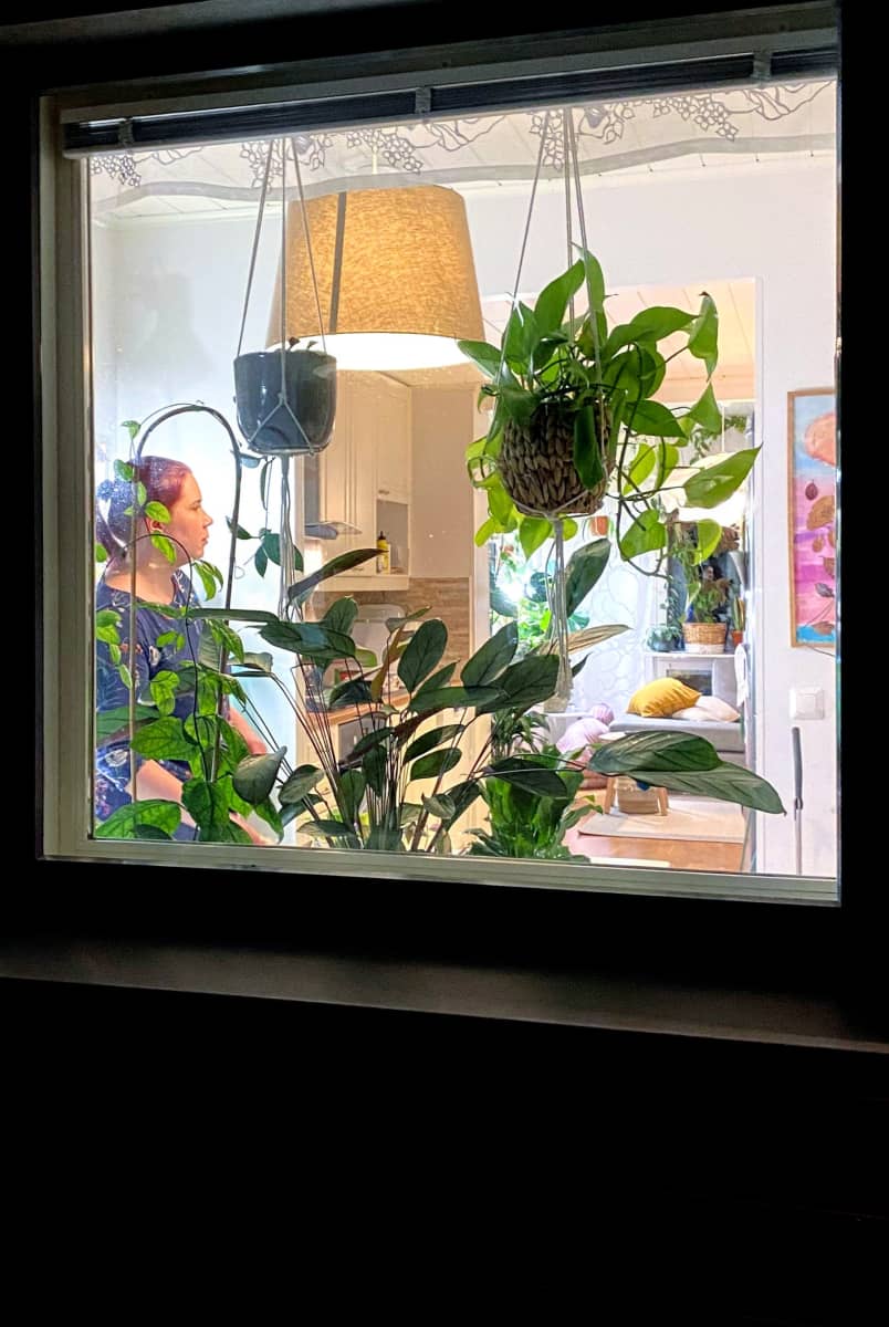 Viherkasviharrastaja Susanna Määttä ikkunassa viherkasviensa keskellä.