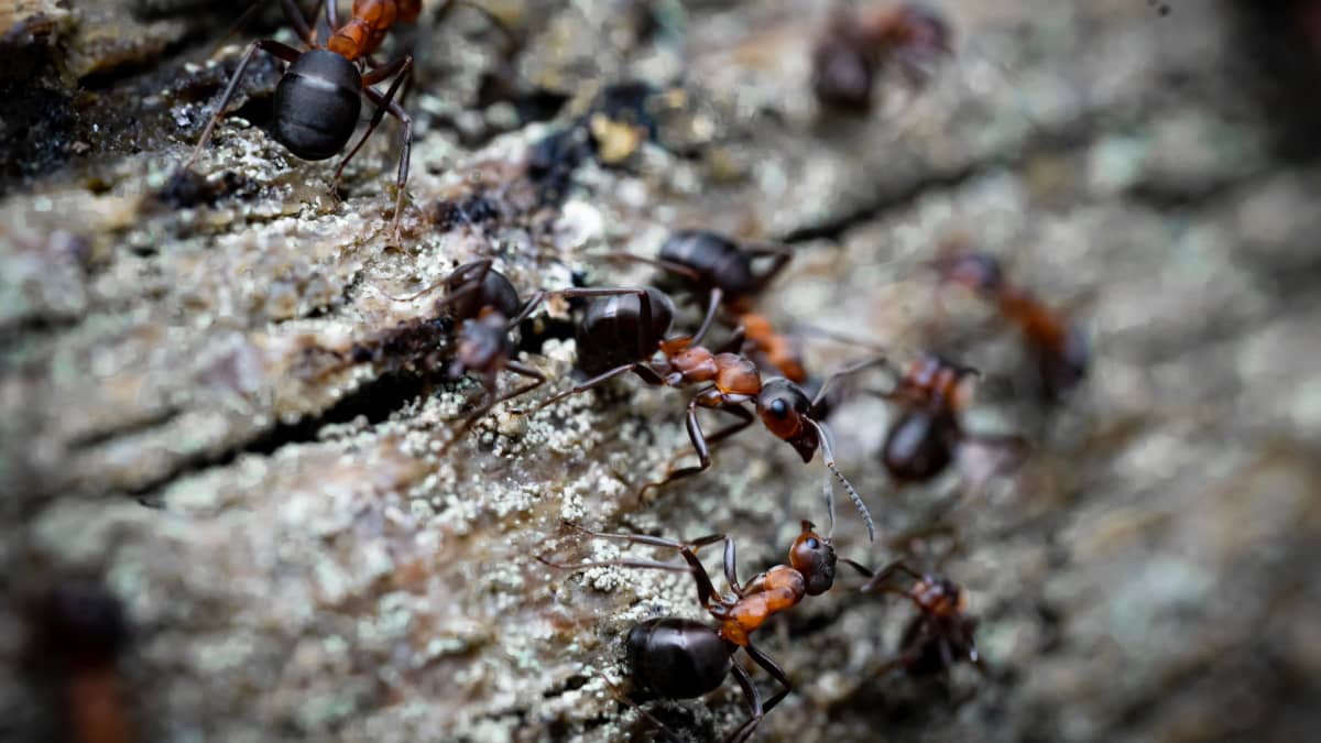 Muurahaispesän sisällä kuhisee jatkuva valtataistelu – Tutkija:  