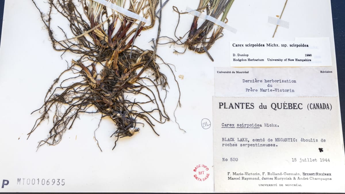 Kasvion kasvi vuodelta 1944 Carex Scirpoidea.