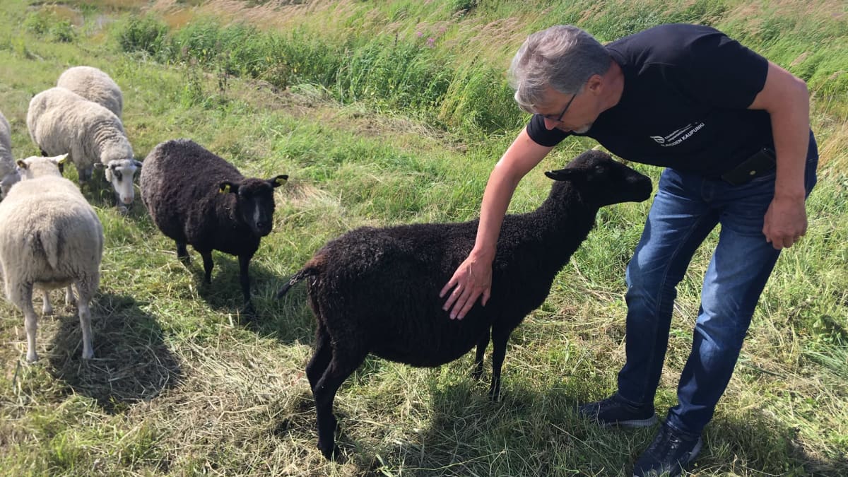 Alavuden kaupungin projektipäällikkö Timo Siltala silittää lammasta kosteikkoalueella.