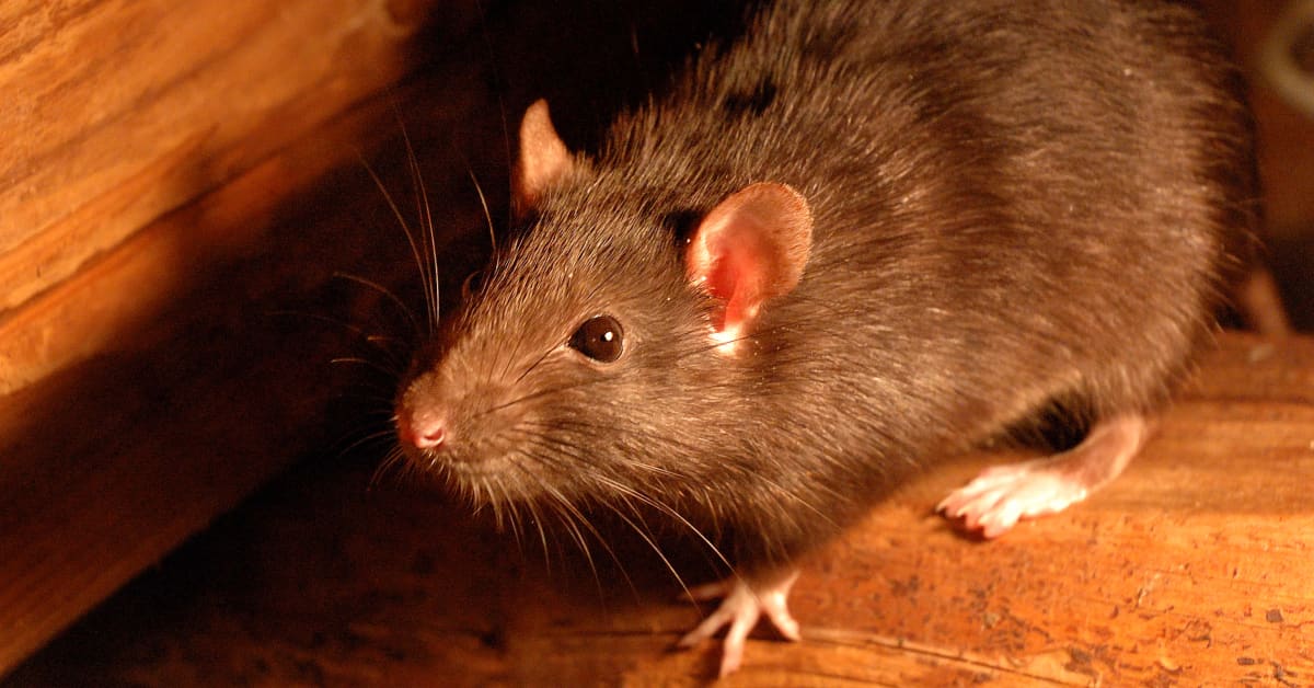 You are a rat. Крысы rattus rattus. щур крыса.