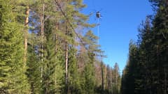 helikopteri leikkaa sähkölinjan vierestä puita