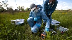 Greenpeace on tutkinut säteilytasoa Tšernobylissa