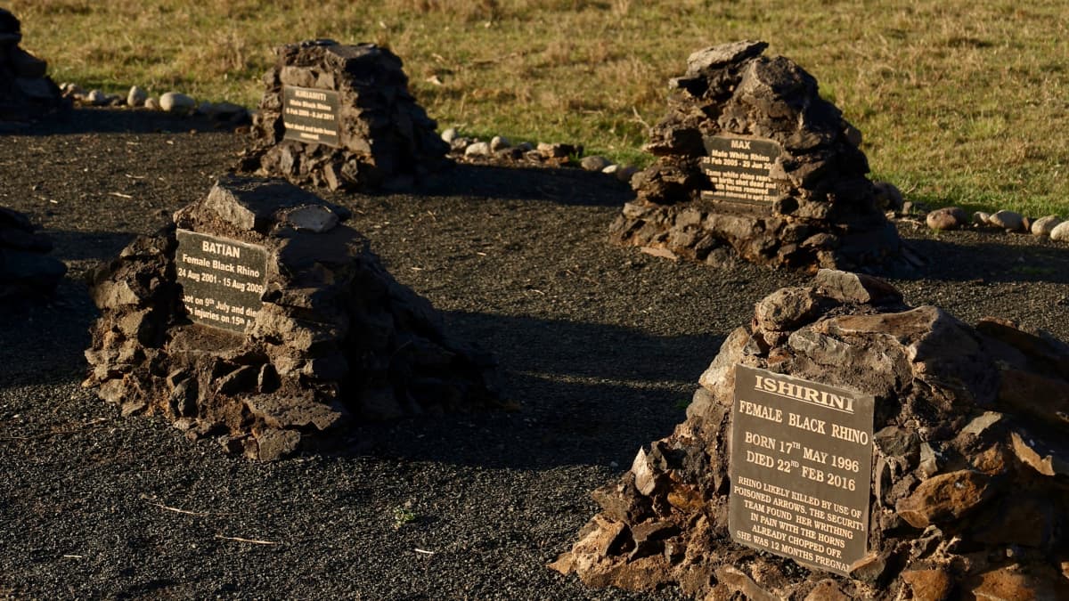 Kuolleiden sarvikuonojen hautausmaan hautakiviä, jotka on kiinnitetty kiviröykkiöihin.