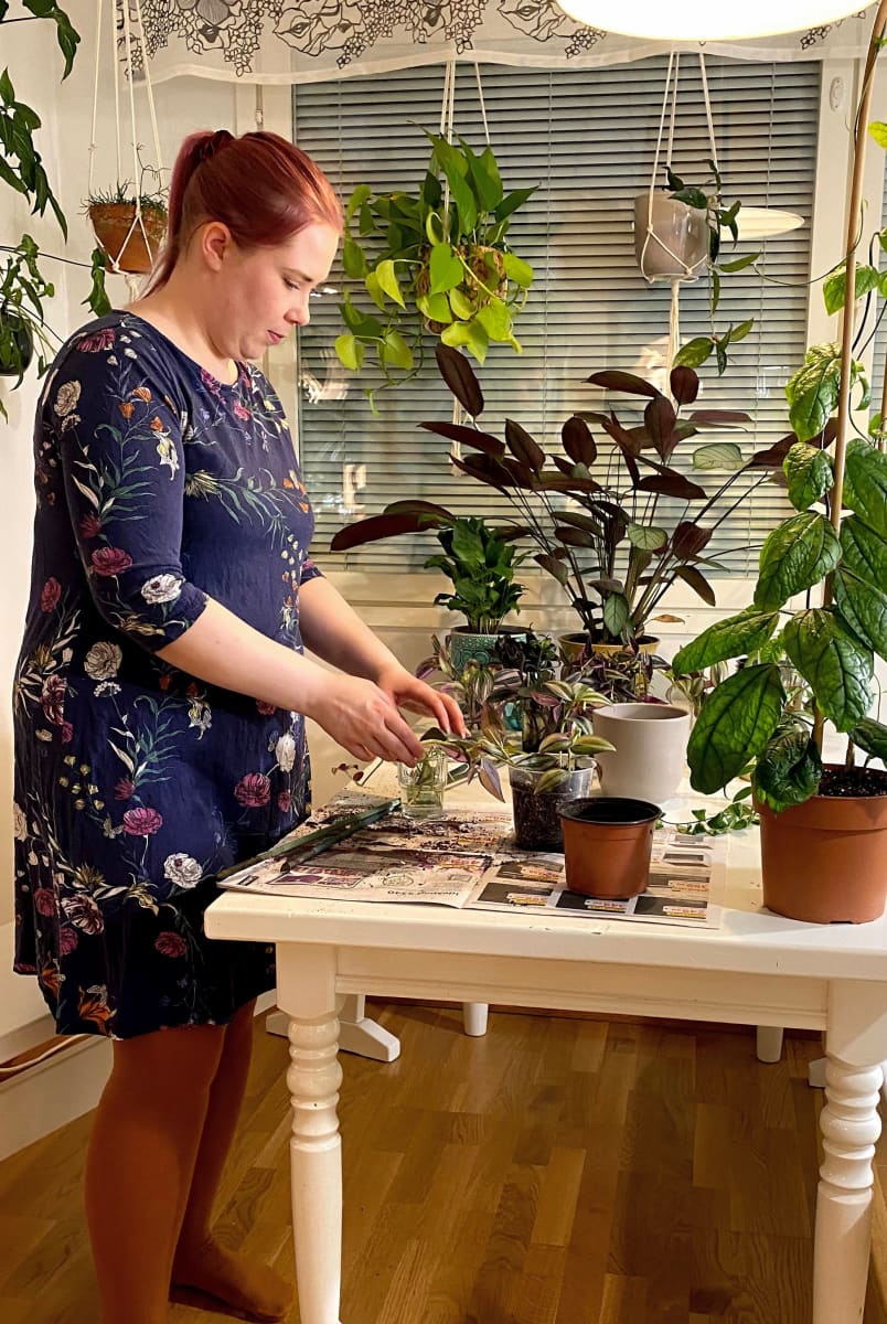 Susanna Määttä istuttaa viherkasvien pistokkaita