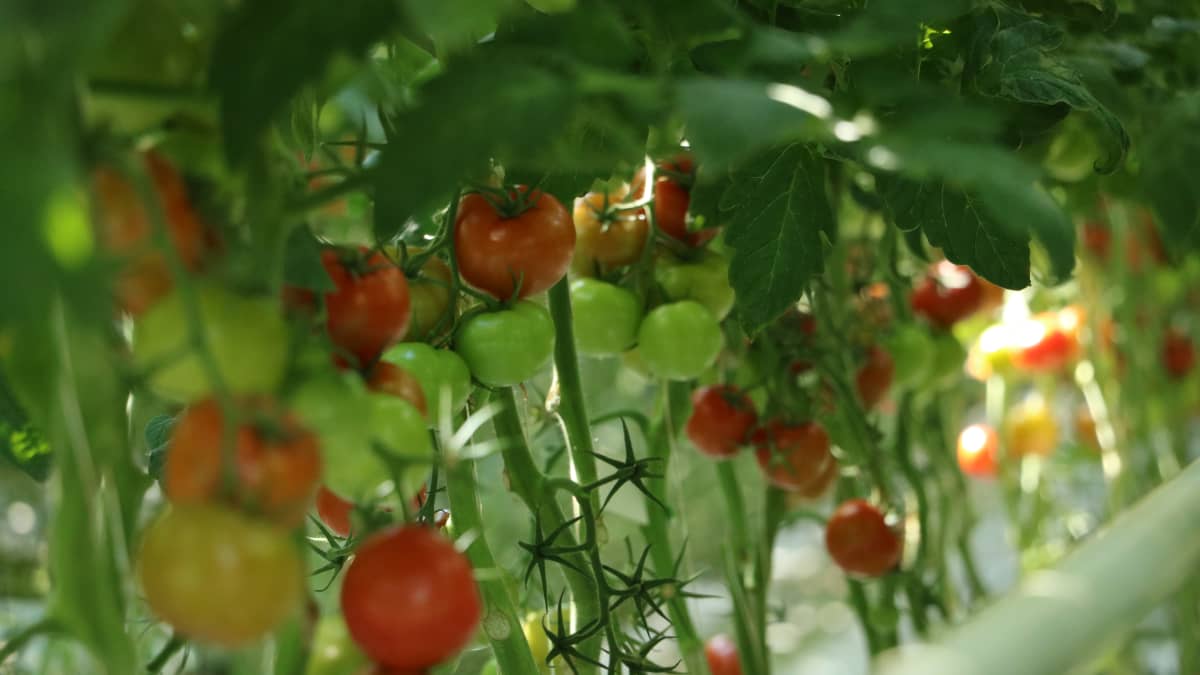 Gula, gröna och röda tomater hänger i plantor i ett växthus.