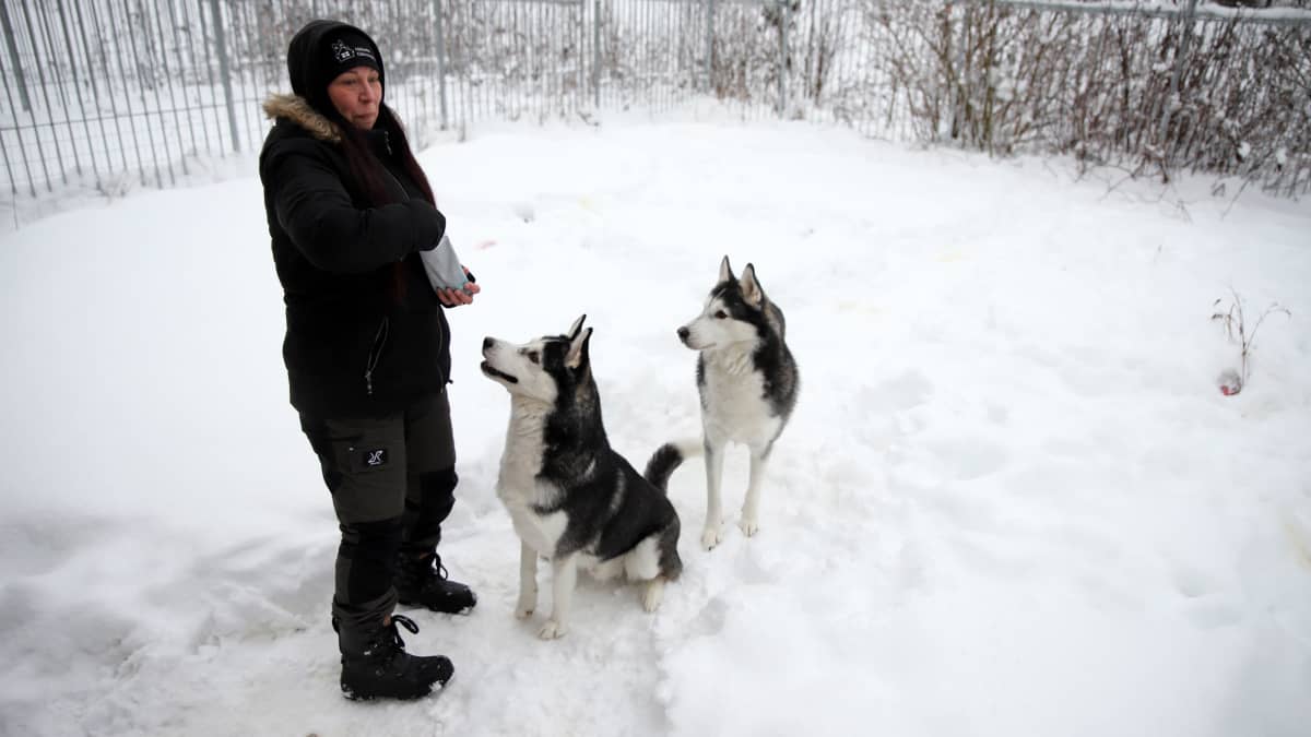 Eläintenhoitaja Marjo Laatikainen Mikkelin löytyeläintalon takapihalla kahden husky-koiran kanssa.