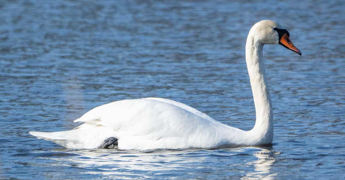 Arkansas Wildfires 2026: The Hidden Toll on Native Wildlife and Ecosystems from Uncontrolled Prescribed Burns