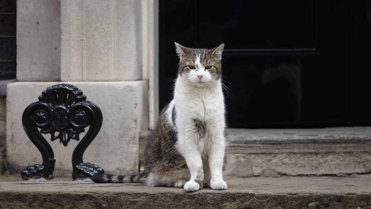 Larry-kissa istuu pääministerin virka-asunnon ovella.