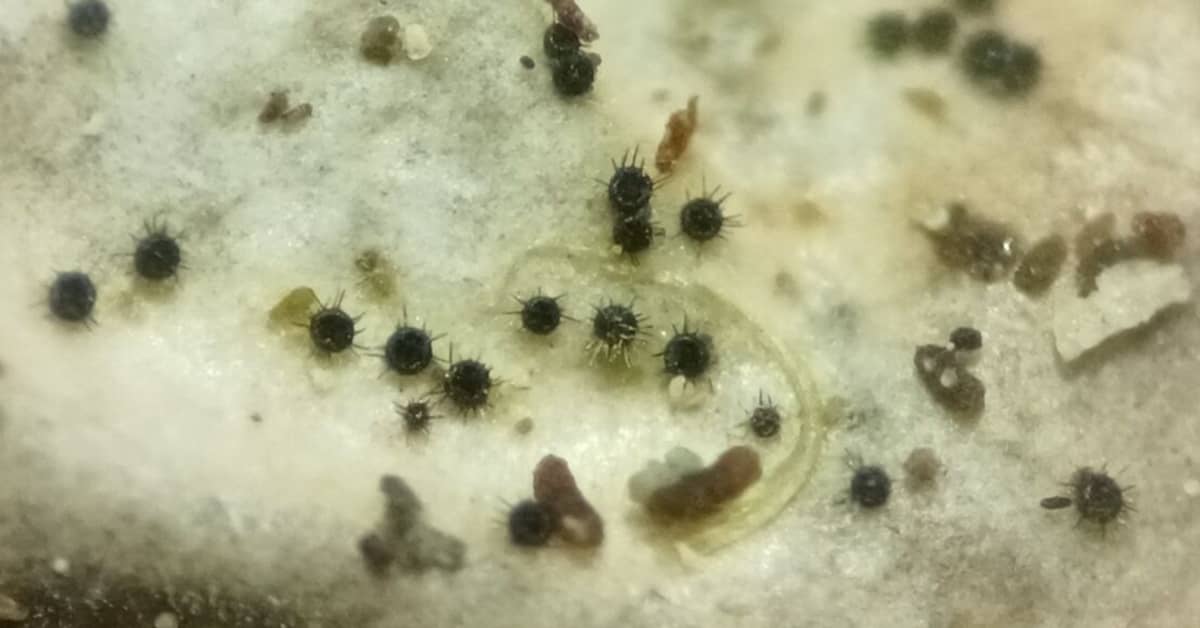 Tutkijat löysivät uuden minikokoisen sienilajin Suomesta