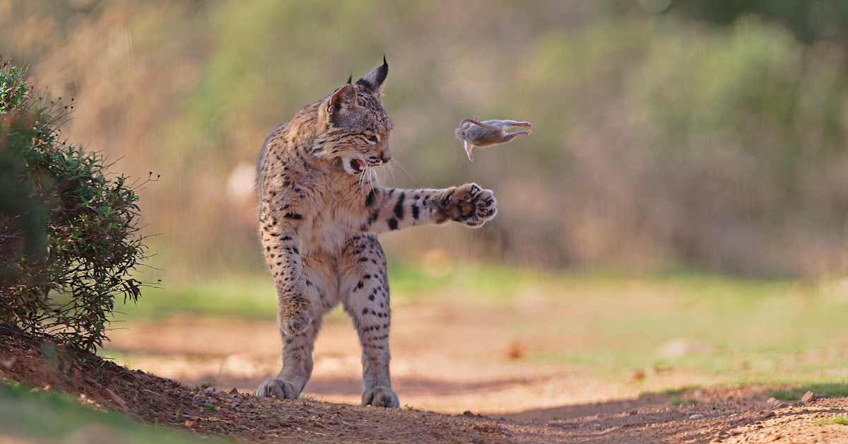 Tässä on vuoden luontokuva: Harvinainen ilves leikkii saalillaan