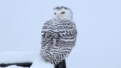 Lumisen katon päällä istuu tunturipöllö.