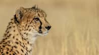Gepardi katsoo ohi kameran, taustalla on vaaleaa heinää.