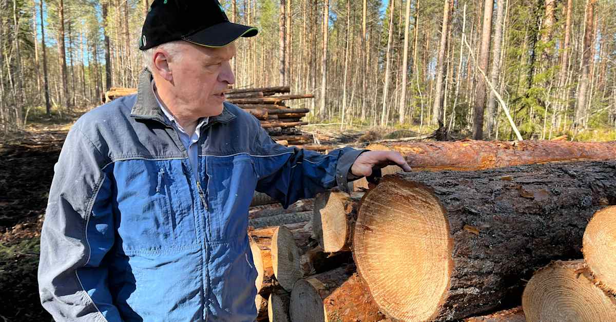 Hannes-myrsky painoi mäntypuun hintaa alas – osa maanomistajista on joutunut pettymään kaupanteossa