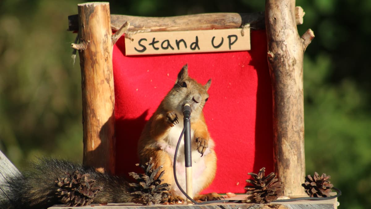 Orava esiintyy yleisölle stand up -esityksessä. 