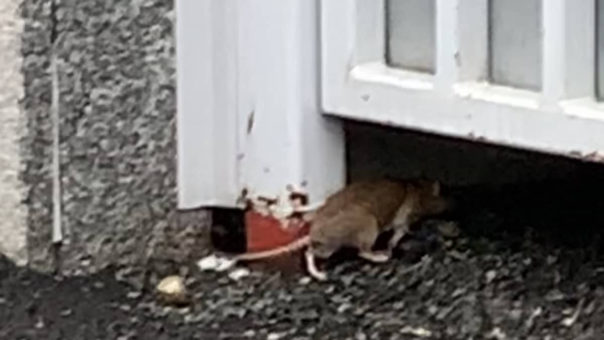 Rotta Kilpisenkadulla Jyväskylässä.