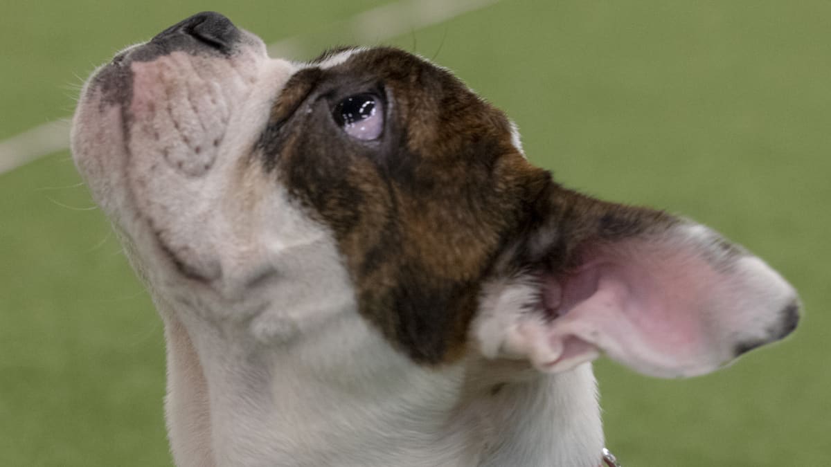 Englanninbulldogin pentu Vaapukka on lyhytkuonoinen, mutta se ei kärsi hengitysvaikeuksista.