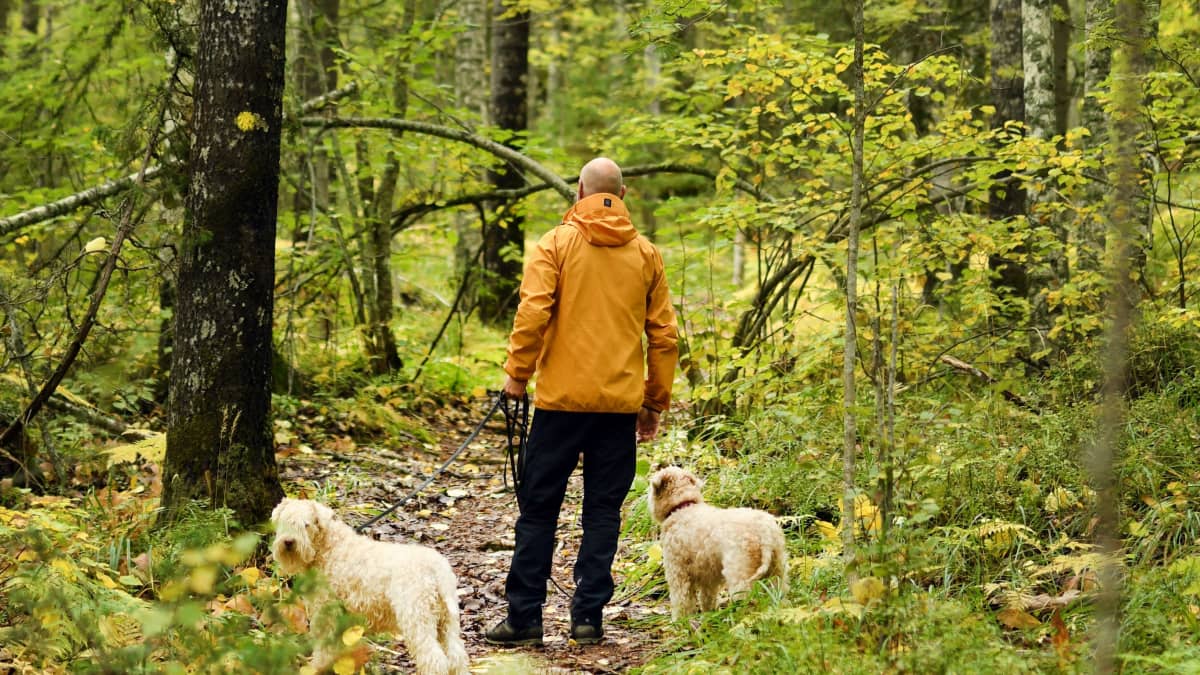 Mies on metsässä kahden koiran kanssa. 
