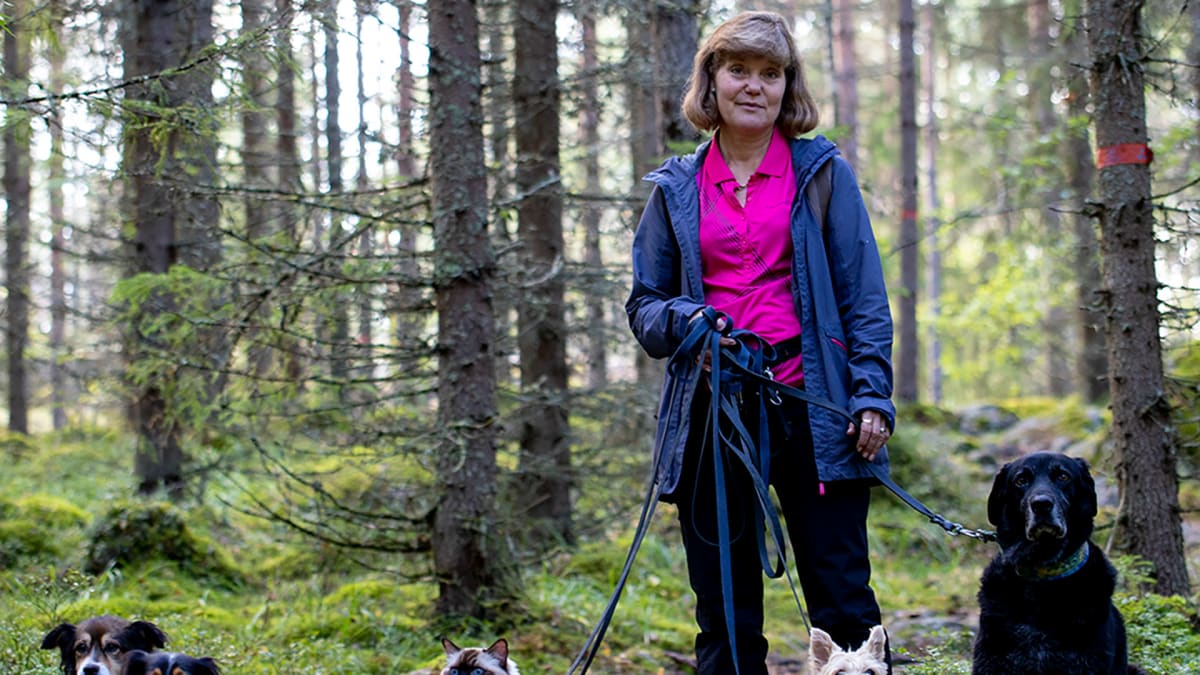 Tuula Ojala-Nurmi pitelee koirajengin ja reissukissa Pessin talutushihnoja metsässä polulla. Jaloissa istuu neljä koiraa ja Pessi-kissa.