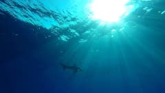 Valkopilkkahai ui Punaisessameressä