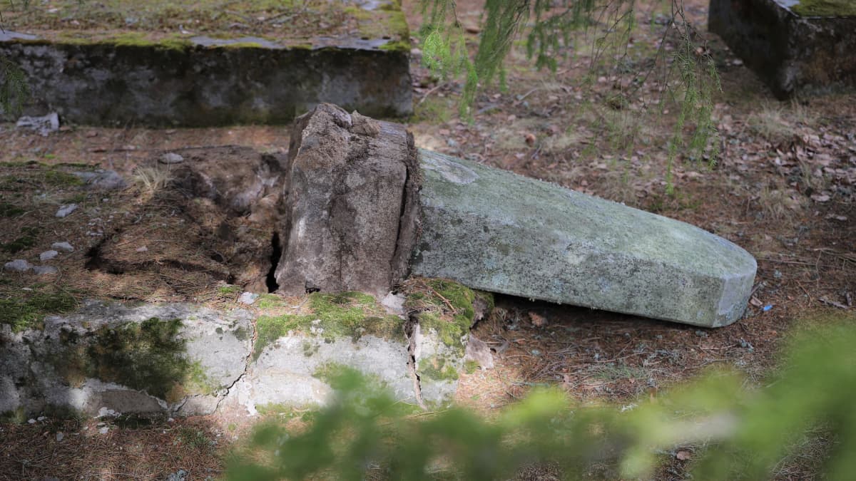 Kaadettu hautakivi Juutalaisten hautausmaalla Haminassa.