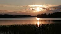 Järvimaisema, metsää ja kaislikkoa kesän ilta-auringossa.