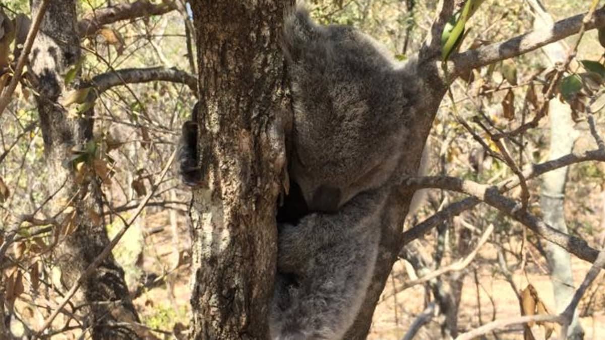 Koala puussa Australiassa