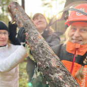 Päivi Kankaanmäki, Terhi Mäkinen ja Päivi Korhonen kannattelevat nuoren männyn runkoa metsässä Hämeenlinnan Evolla.