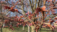 Muutama päivä ennen vuotuista hanami-juhlaa kirsikkapuiden kukat olivat vielä nupuilla.