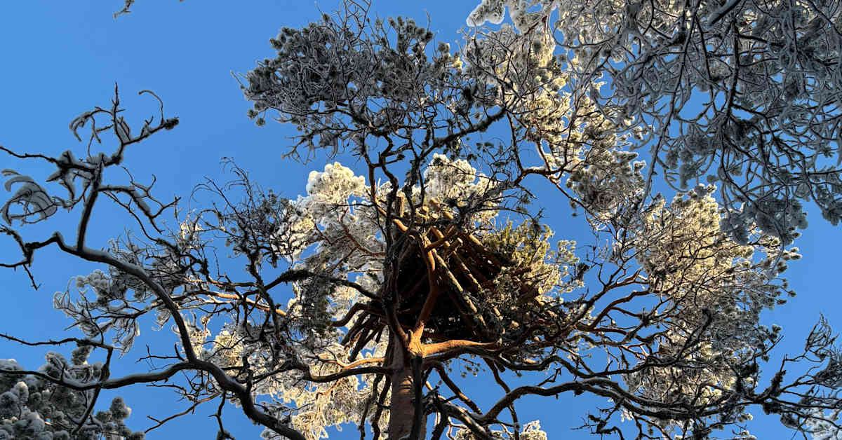 Tuulivoimayhtiö rakennutti uhanalaiselle maakotkalle tekopesiä Halsualle – nyt tarjolla on suojaisia pesäpaikkoja