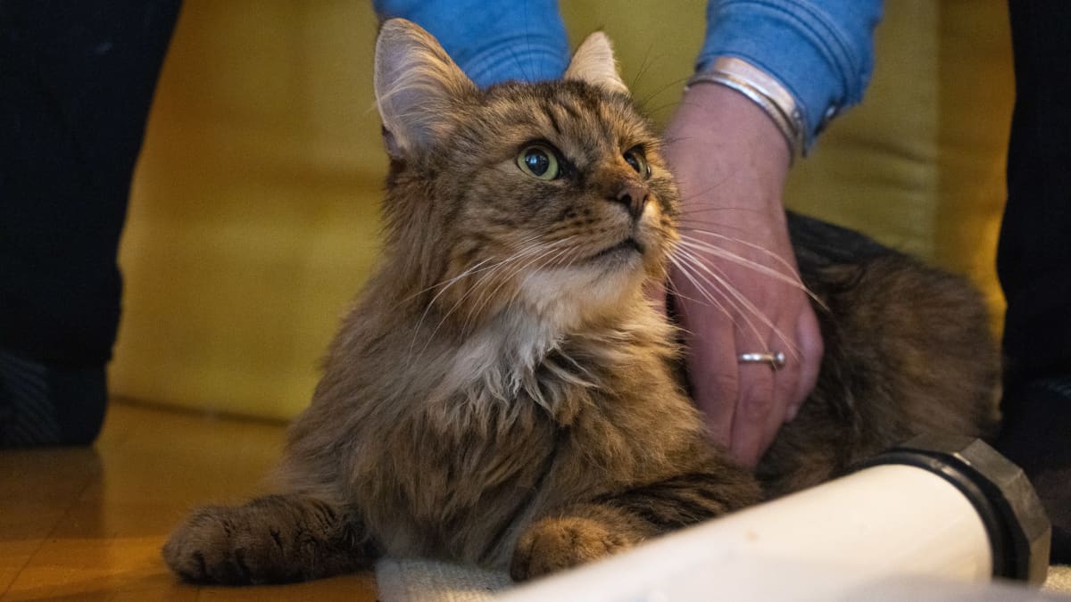 Waltteri-kissan hurja pako: kolme kuukautta ja lähes 80 kilometriä – 